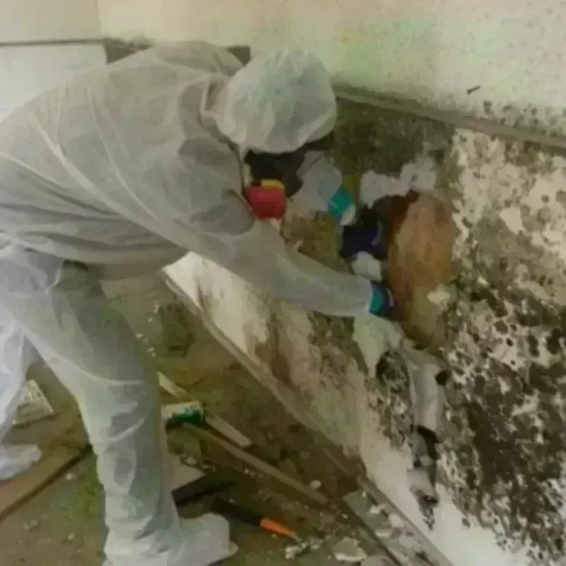 Mold Remediation and Removal in West Sharyland, TX